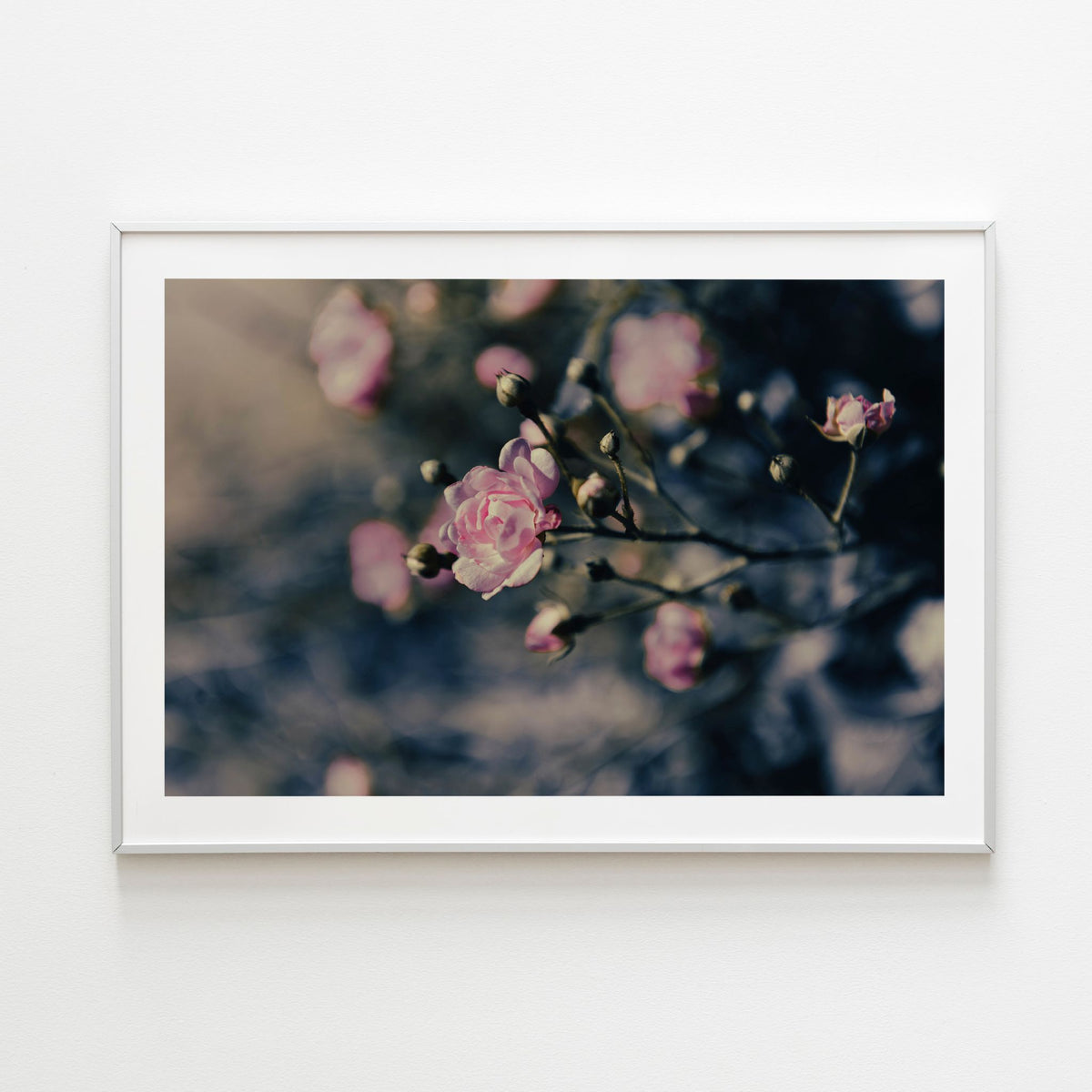 Roses - Noble Designs