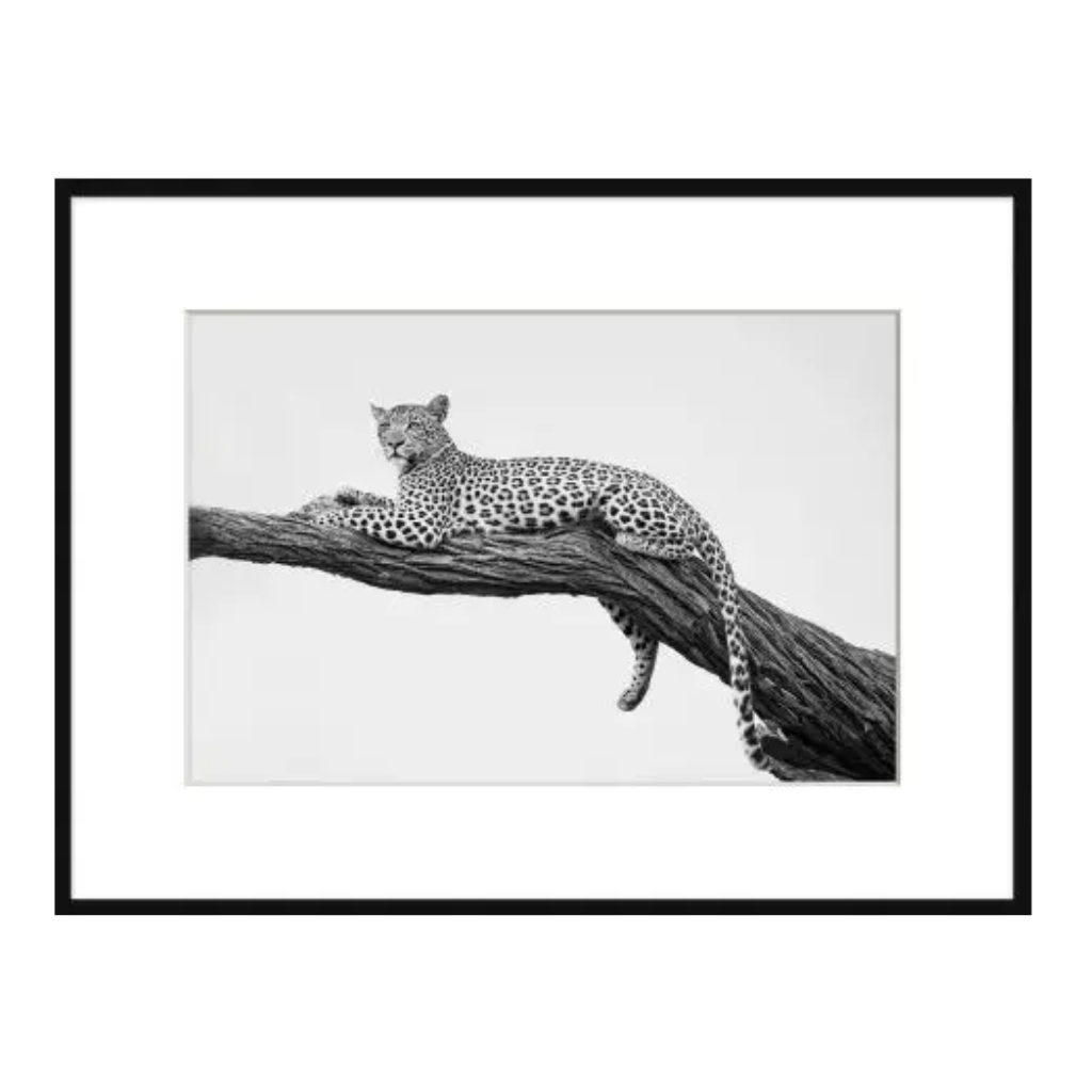 Jaguar Branch 1 - Noble Designs