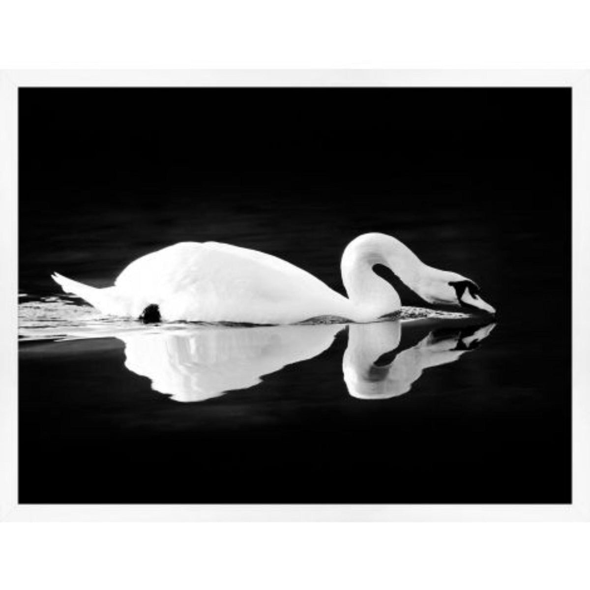 Gliding Swan - Noble Designs