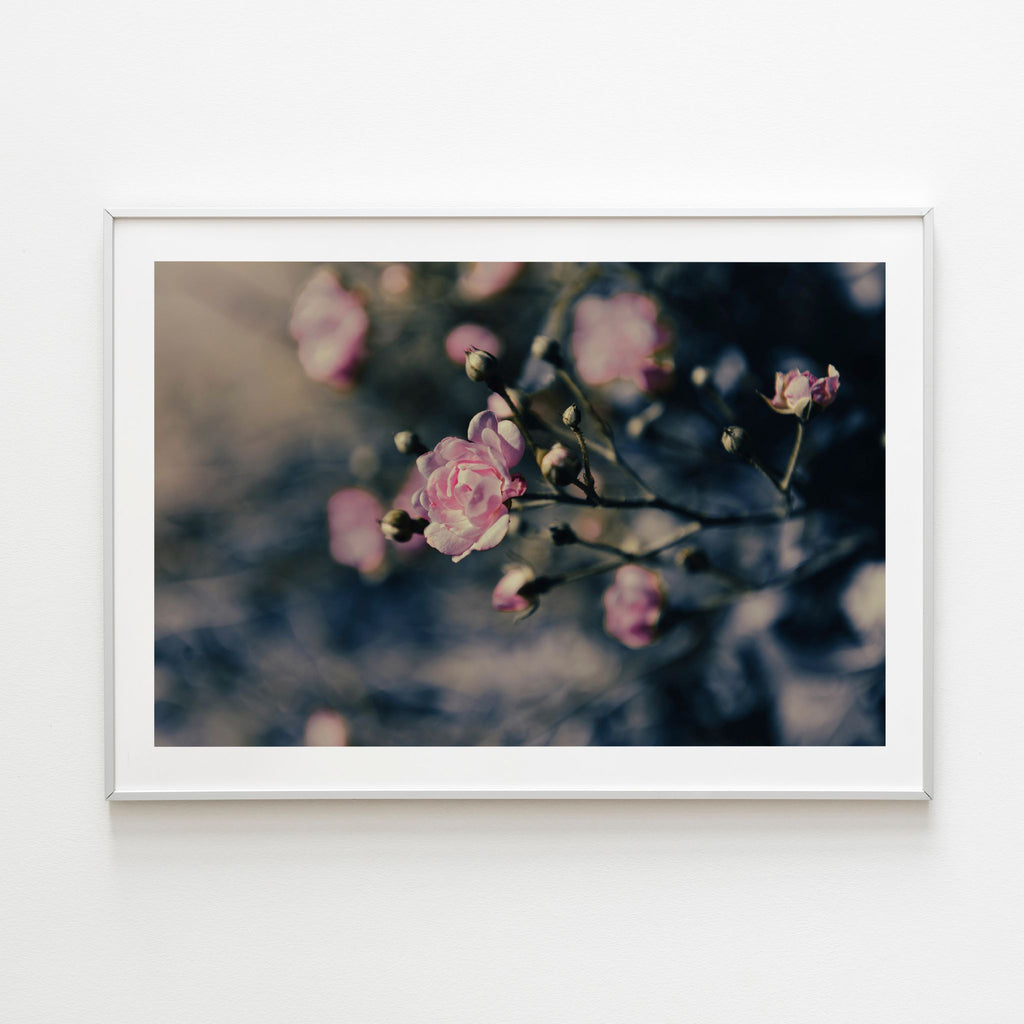 Roses - Noble Designs
