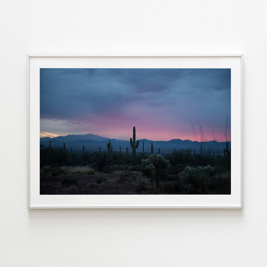 Saguaro - Noble Designs