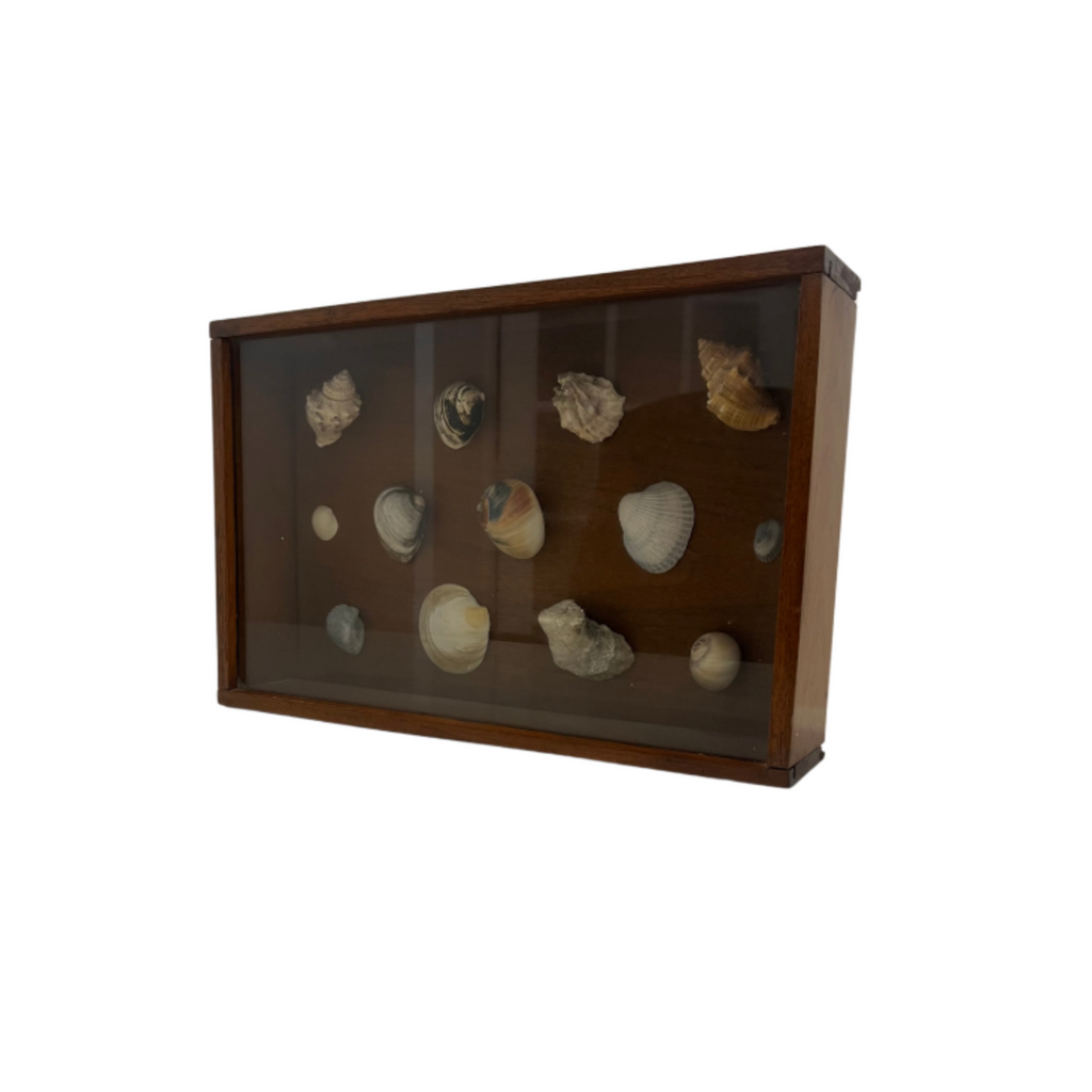 Vintage Wooden Seashell Display Case - Noble Designs