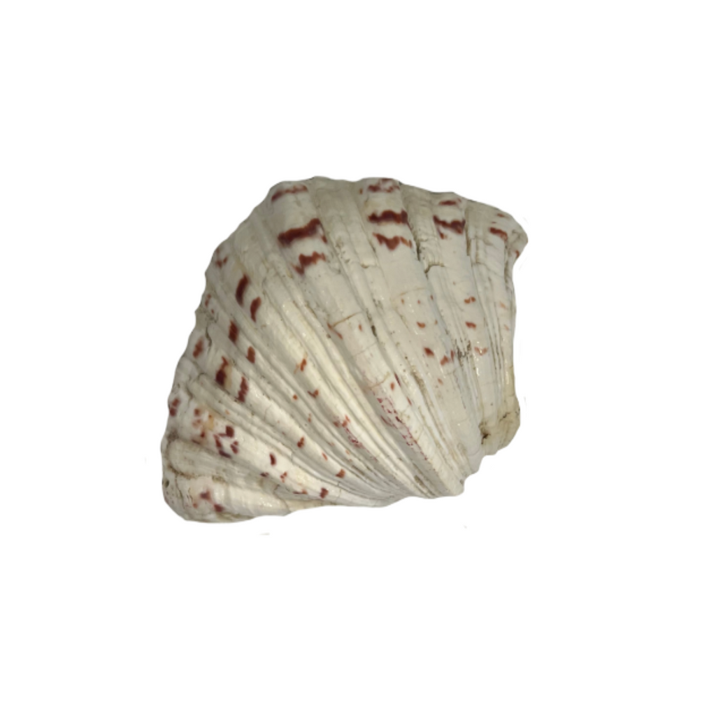 Large Decorative Seashell - Noble Designs