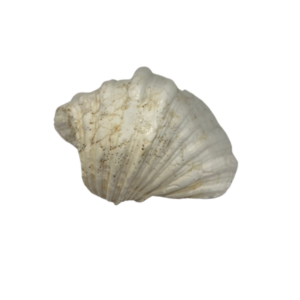 Large Decorative Seashell - Noble Designs