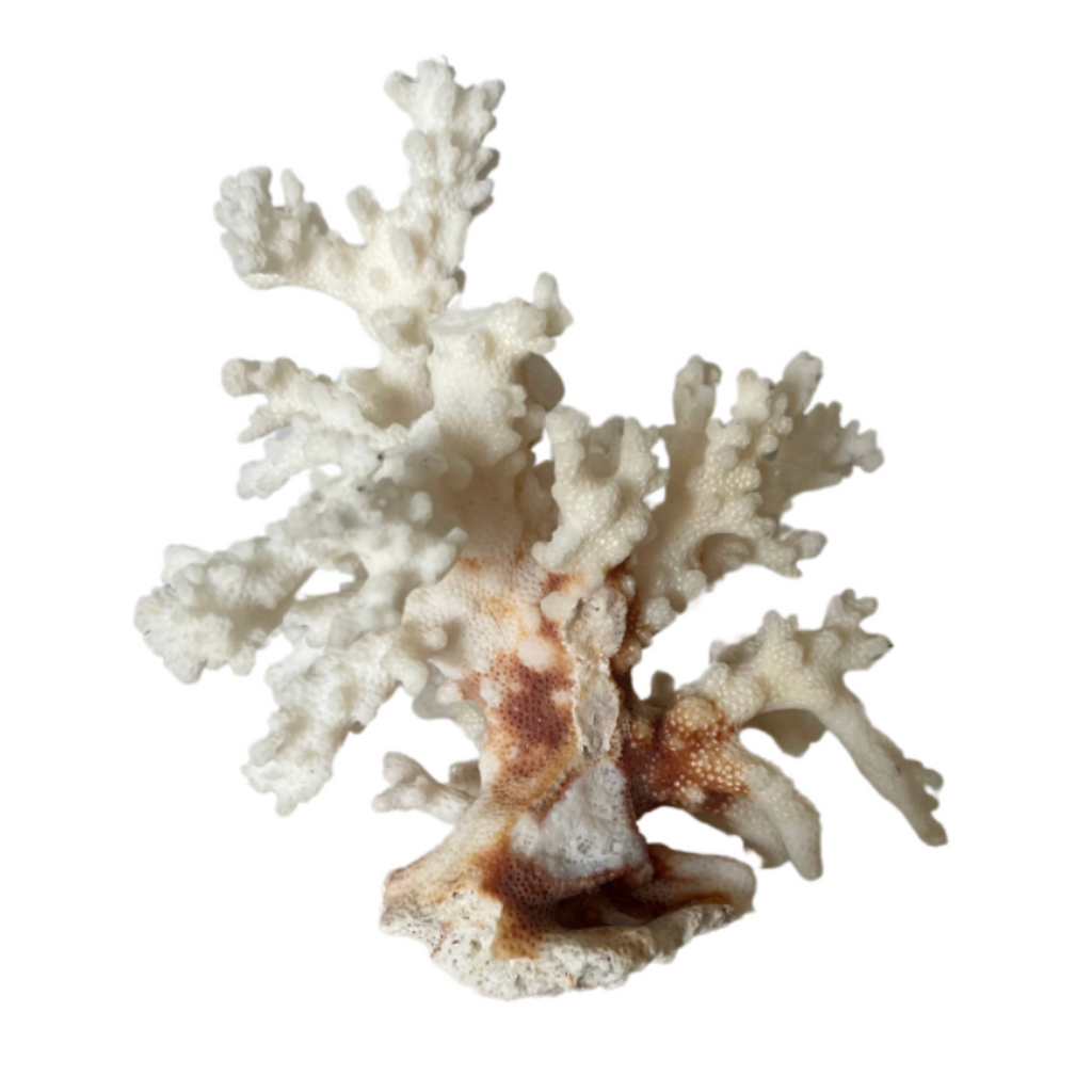 Faux Coral Sculpture - Noble Designs