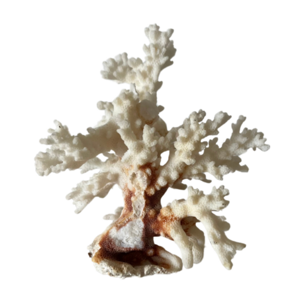 Faux Coral Sculpture - Noble Designs