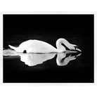 Gliding Swan - Noble Designs