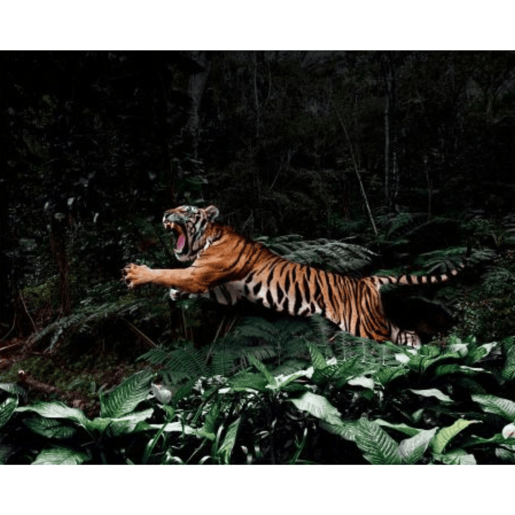 Jungle Tiger - Noble Designs
