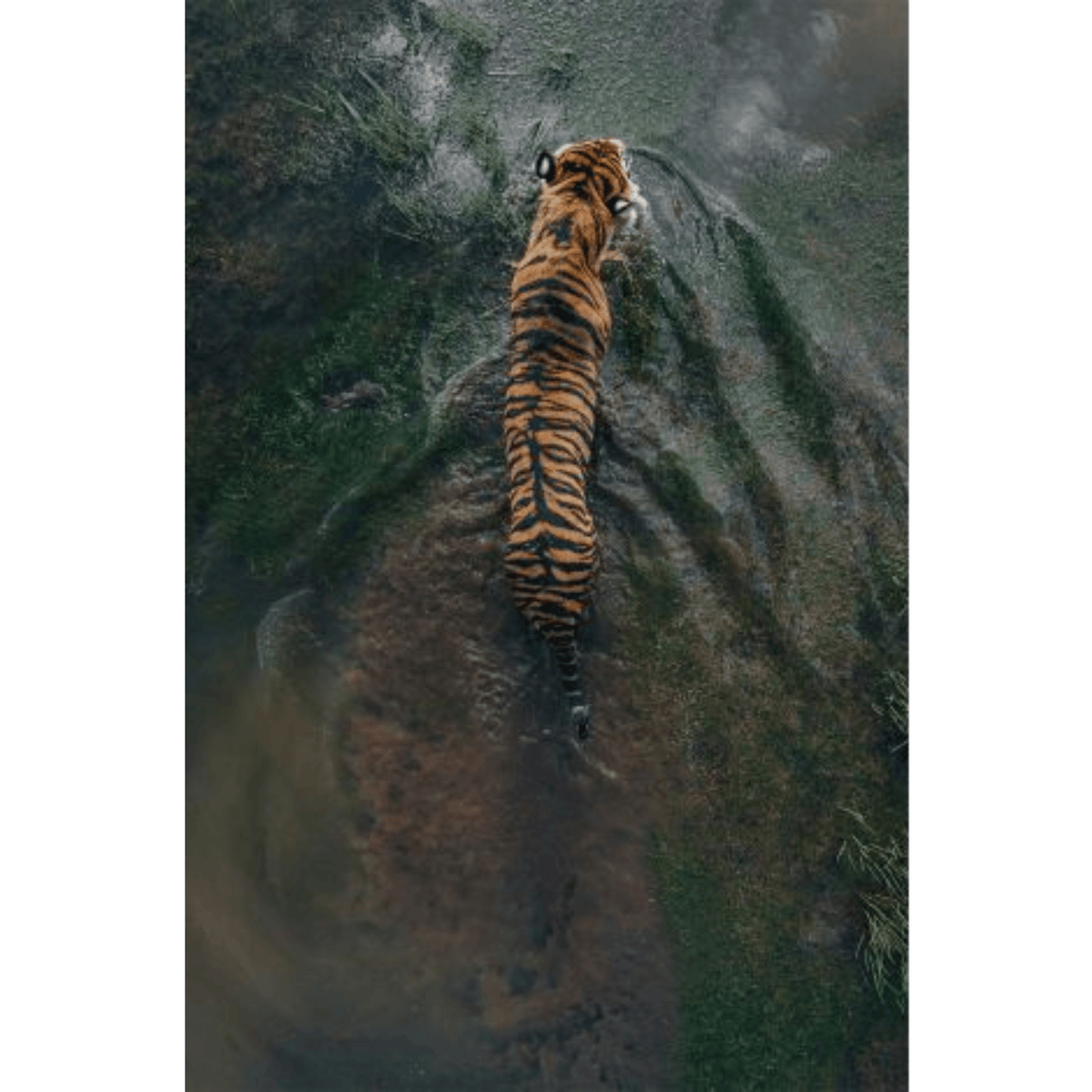 Safari Swim 2 - Noble Designs